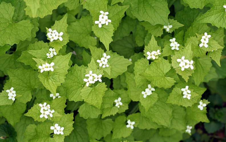 Garlic Mustard: A Spring Gourmet Food!